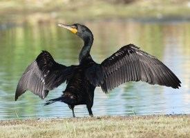 Double-crested cormorant Doublecrested Cormorant Identification All About Birds Cornell