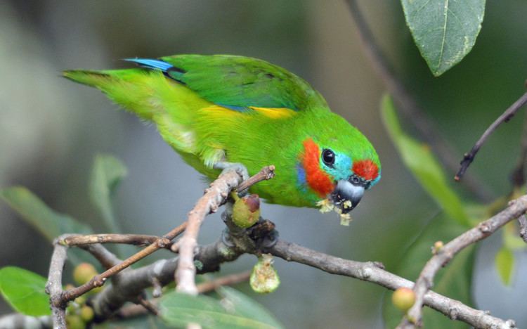 Double-eyed fig parrot Photos Parrots Tracts4free