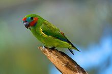 Double-eyed fig parrot httpsuploadwikimediaorgwikipediacommonsthu