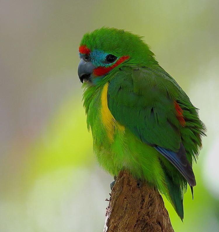 Double-eyed fig parrot Doubleeyed Fig Parrot Birds of a Feather Pinterest Figs and