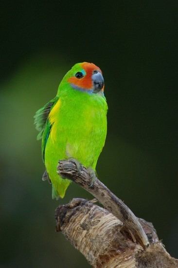 Double-eyed fig parrot Of Emus and Fairywrens Doubleeyed FigParrotDoubleeyed Fig
