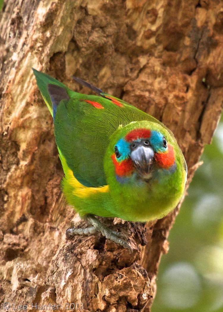Double-eyed fig parrot Doubleeyed Figparrot Cyclopsitta diophthalma A pair were perched
