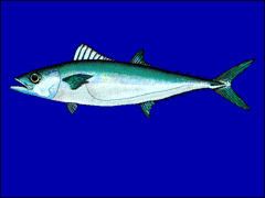 Double-lined mackerel httpsuploadwikimediaorgwikipediacommonsthu