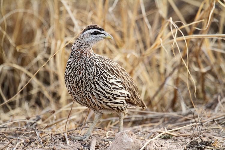 Double-spurred francolin Doublespurred francolin Doublespurred Francolin Francol Flickr