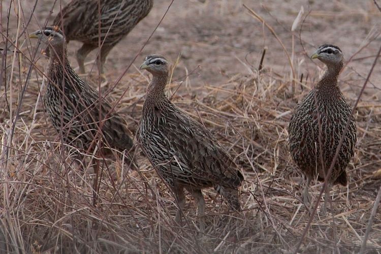 Double-spurred francolin Doublespurred Francolin Pternistis bicalcaratus wild life