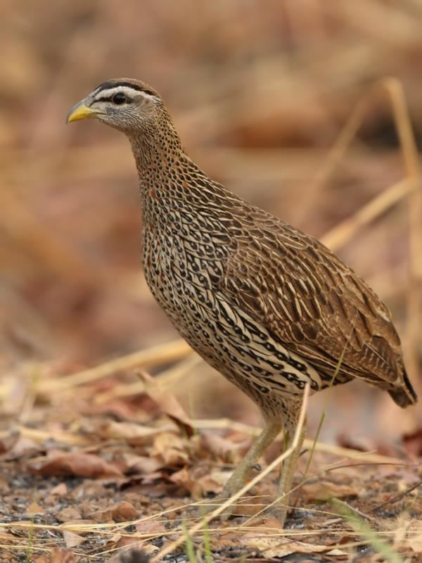 Double-spurred francolin wwwhbwcomsitesdefaultfilesstylesibc1kpubl