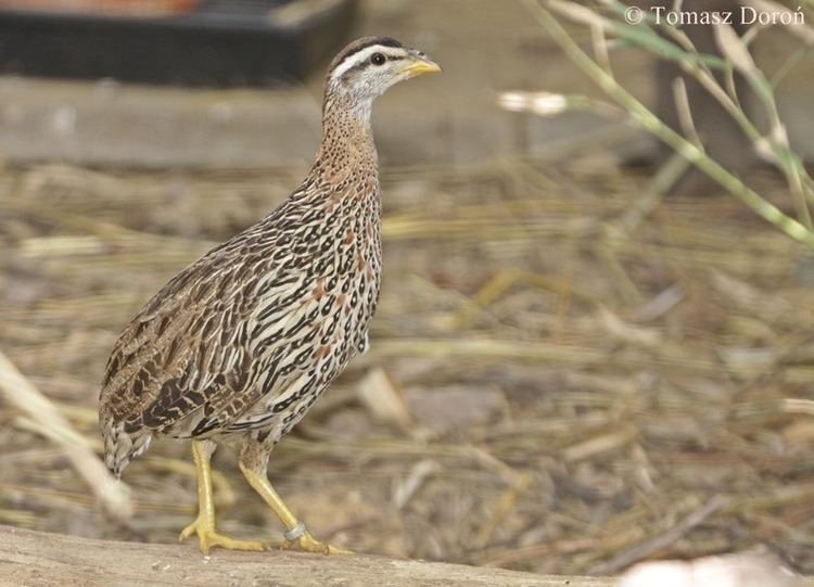 Double-spurred francolin Doublespurred Francolin ZooChat