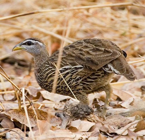 Double-spurred francolin Surfbirds Online Photo Gallery Search Results