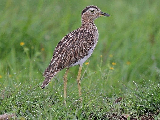 Double-striped thick-knee Birds of The World Thickknee