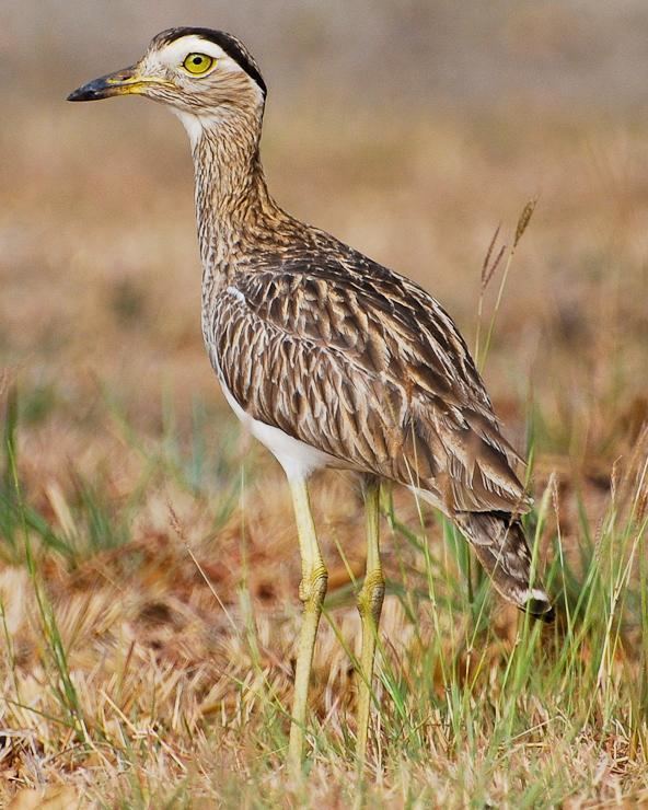 Double-striped thick-knee BirdsEye Photography Review Photos