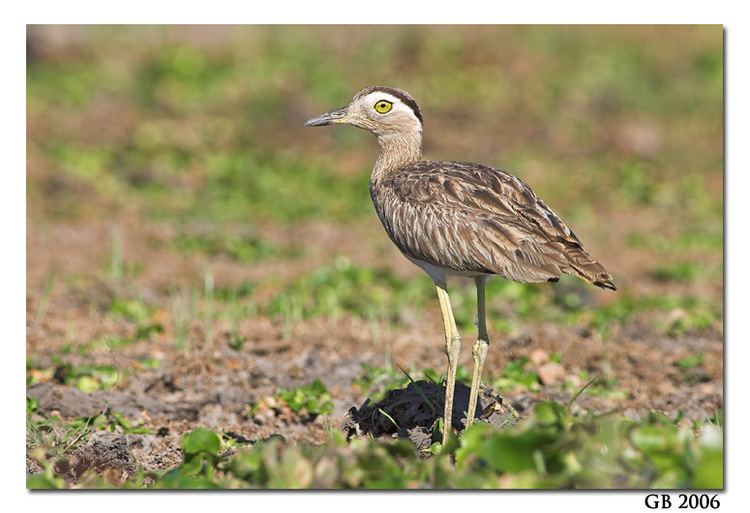 Double-striped thick-knee DOUBLESTRIPED THICKKNEE