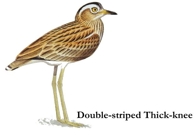 Double-striped thick-knee Doublestriped Thickknee Burhinus bistriatus Picture Costa Rica
