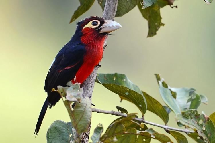 Double-toothed barbet Doubletoothed Barbet Pogonornis bidentatus videos photos and
