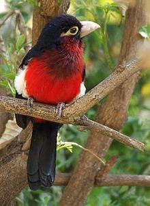 Double-toothed barbet Doubletoothed barbet Wikipedia