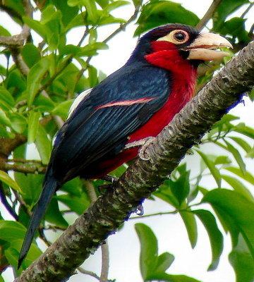 Double-toothed barbet Doubletoothed Barbet