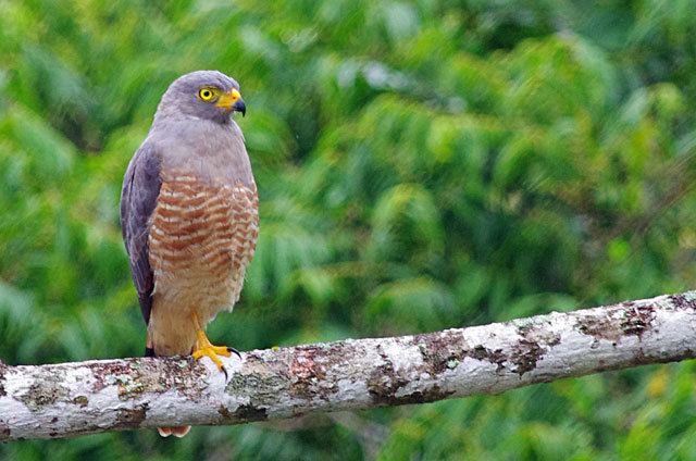 Double-toothed kite Double Toothed Kite Birds of Panama large bird photo gallery