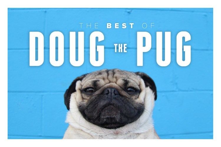 Doug the Pug Best of Doug the Pug YouTube