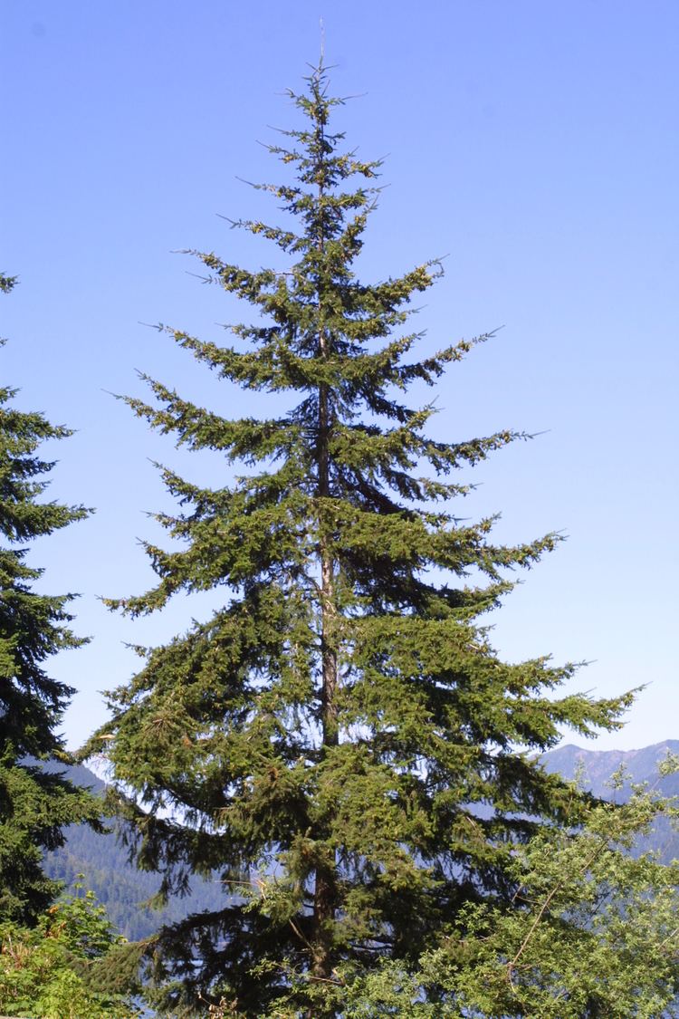 Douglas fir DouglasFir pseudotsuga menziesii