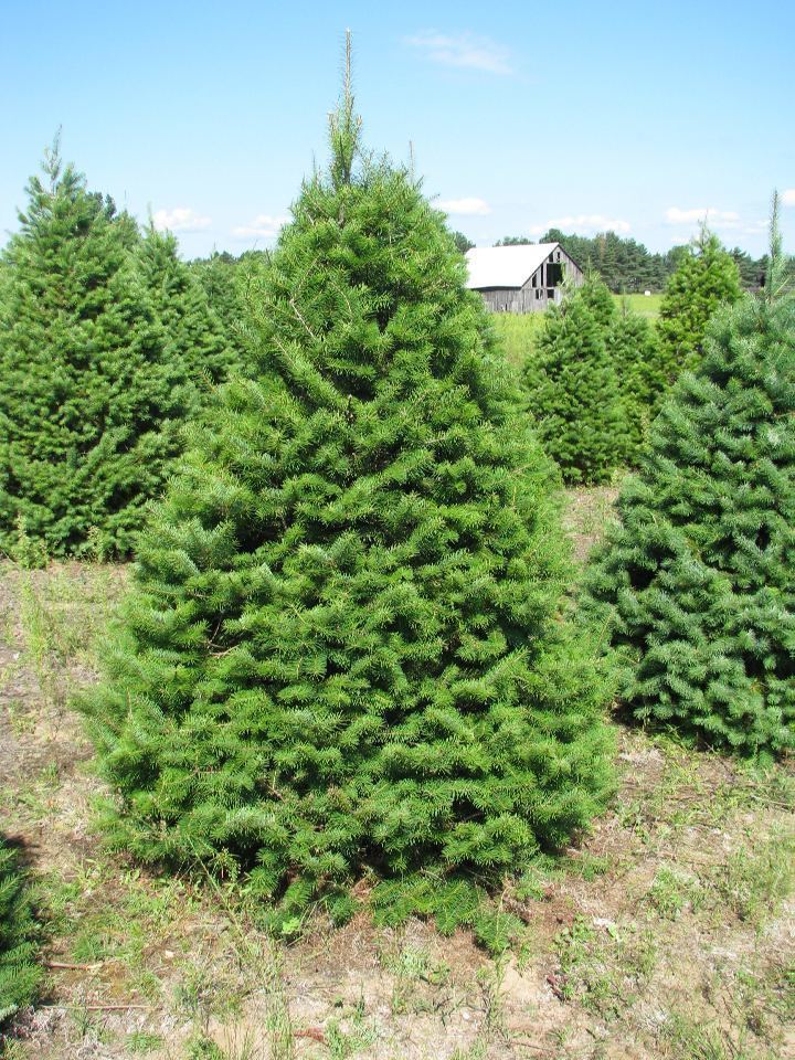 Douglas fir Fir