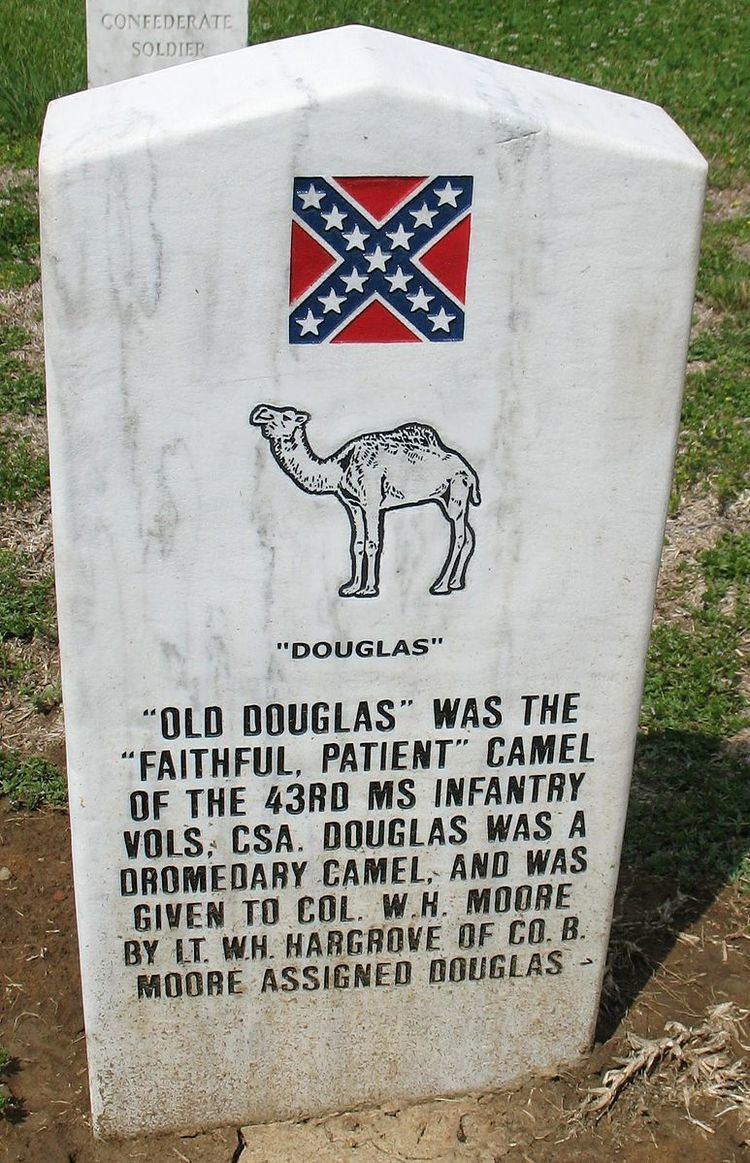 Douglas the camel