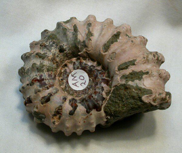 Douvilleiceras Douvilleiceras Ammonite