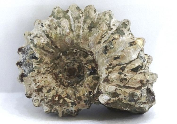 Douvilleiceras Douvilleiceras ammonite