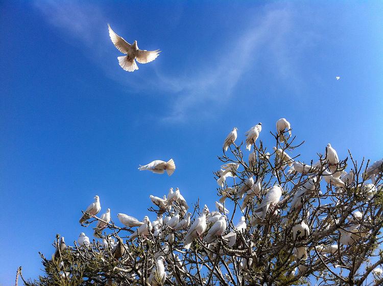 Doves as symbols