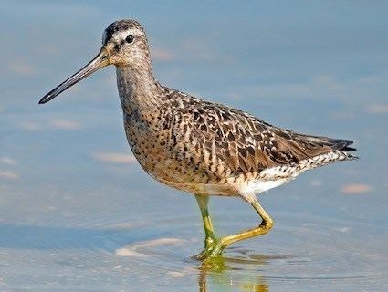 Dowitcher Shortbilled Dowitcher Identification All About Birds Cornell