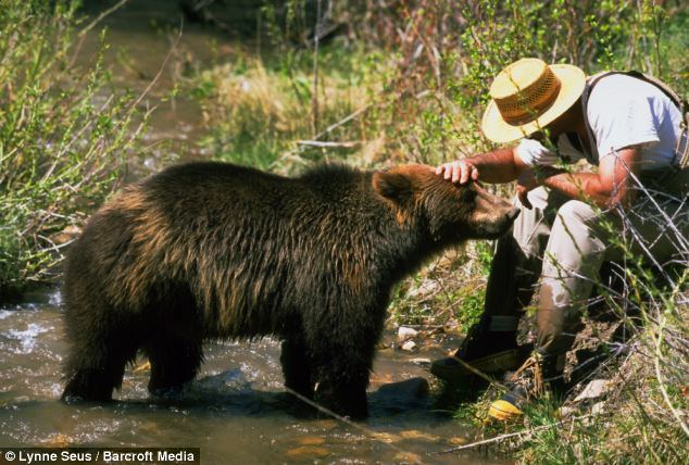Down Beat Bear movie scenes Down time Here in 2002 a young Bart 2 is petted by Doug