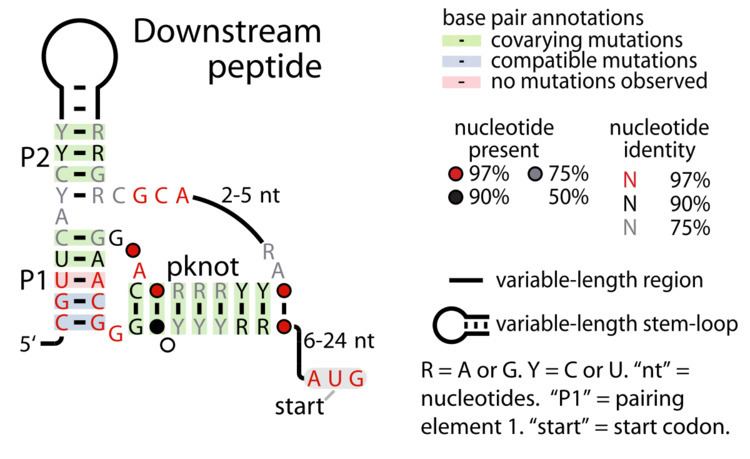 Downstream-peptide motif
