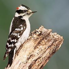 Downy woodpecker httpsuploadwikimediaorgwikipediacommonsthu