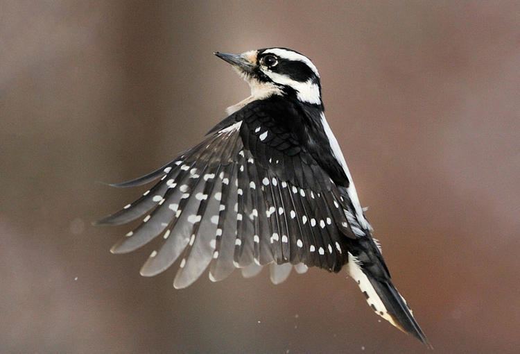 Downy woodpecker Downy Woodpecker Audubon Field Guide