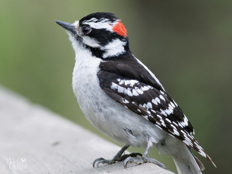 Downy woodpecker Downy Woodpecker Wild DelightWild Delight