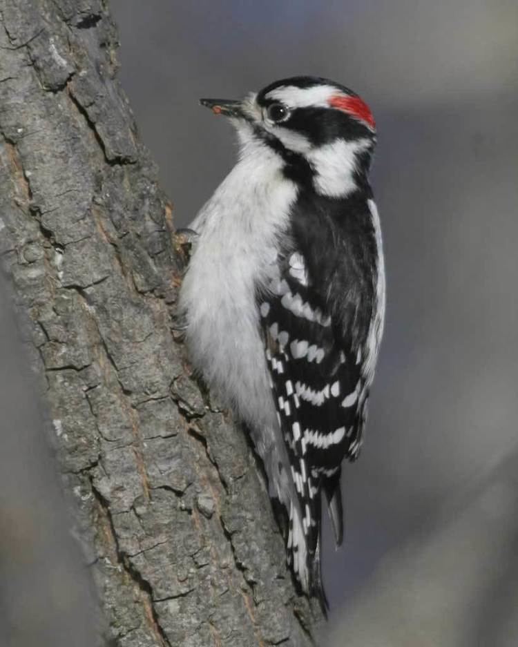 Downy woodpecker Downy Woodpecker Audubon Field Guide
