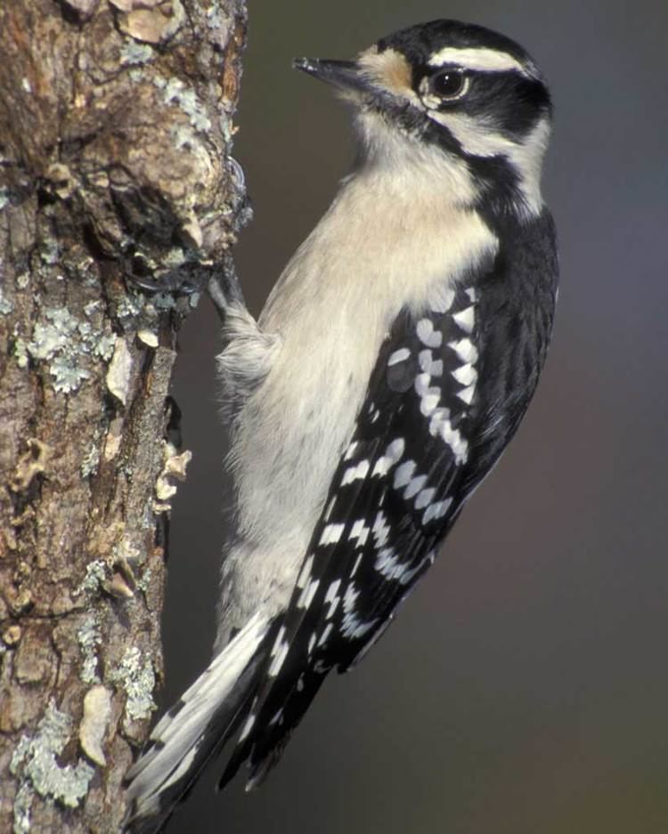 Downy woodpecker Downy Woodpecker Audubon Field Guide
