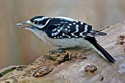 Downy woodpecker Downy Woodpecker Identification All About Birds Cornell Lab of