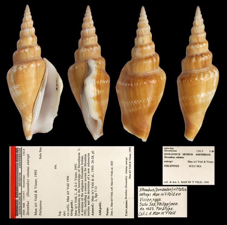 Doxander vittatus Gastropoda Stromboidea Collections Zoologisch Museum Amsterdam