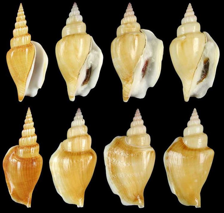 Doxander vittatus Gastropoda Stromboidea Species Doxander Vittatus