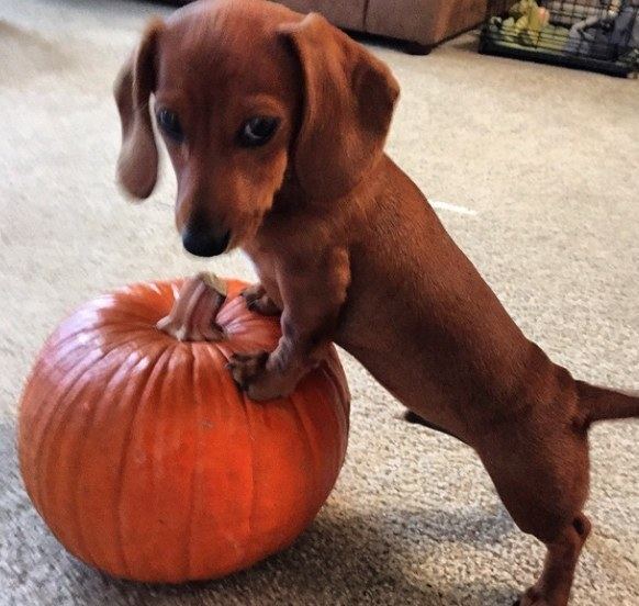 Doxie Pumpkin The Doxie