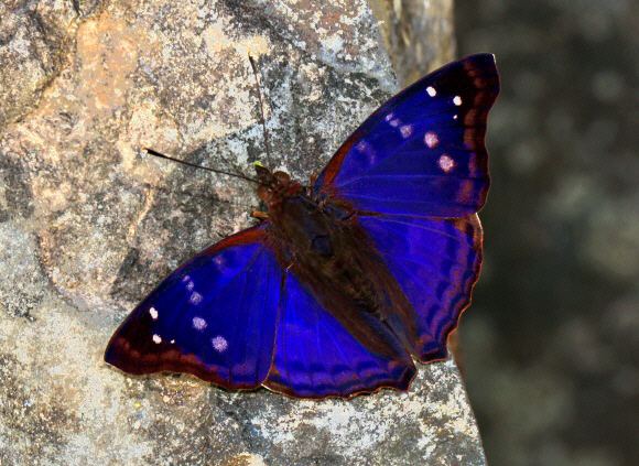 Doxocopa agathina Butterflies of Amazonia Doxocopa agathina