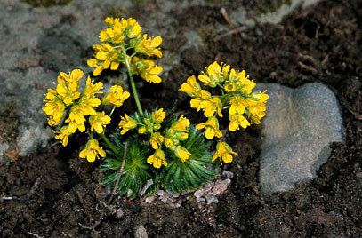 Draba aizoides Draba aizoides yellow whitlow grassRHS Gardening