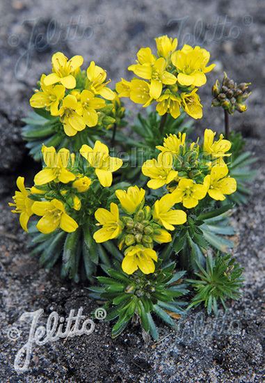 Draba aizoides Jelitto Perennial Seed DRABA aizoides Portions