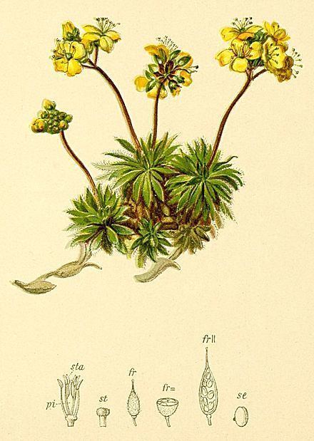 Draba aizoides Draba aizoides Wikiwand