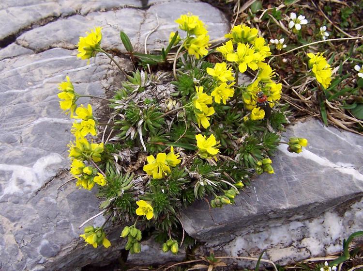 Draba aizoides FileDraba aizoides a1jpg Wikimedia Commons