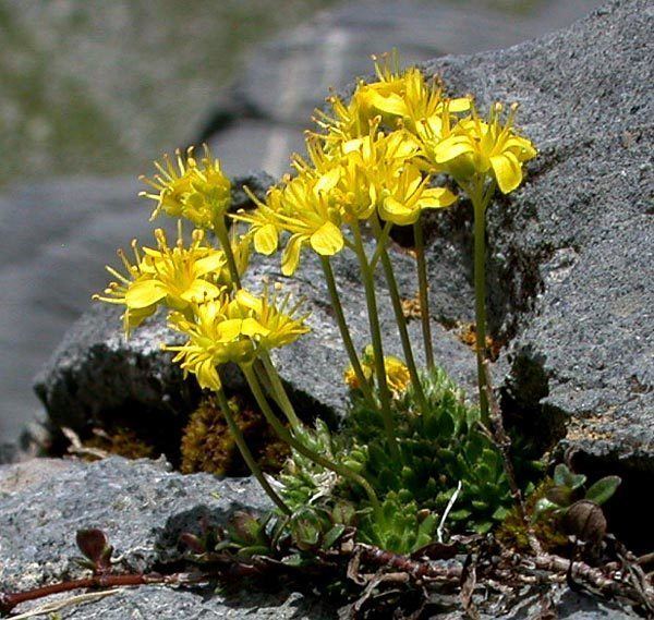 Draba aizoides Draba aizoides