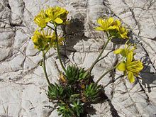 Draba aizoides httpsuploadwikimediaorgwikipediacommonsthu