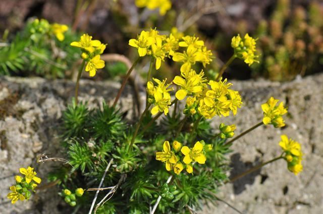 Draba aizoides Yellow Whitlowgrass Draba aizoides Biopix photoimage 78140