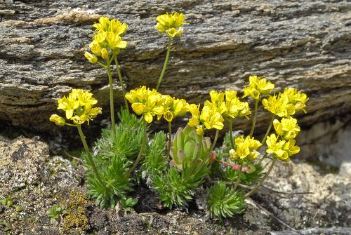 Draba aizoides Draba aizoides L