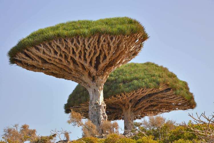 Dracaena cinnabari Dracaena cinnabari Dragon39s Blood Tree Life For a Forest
