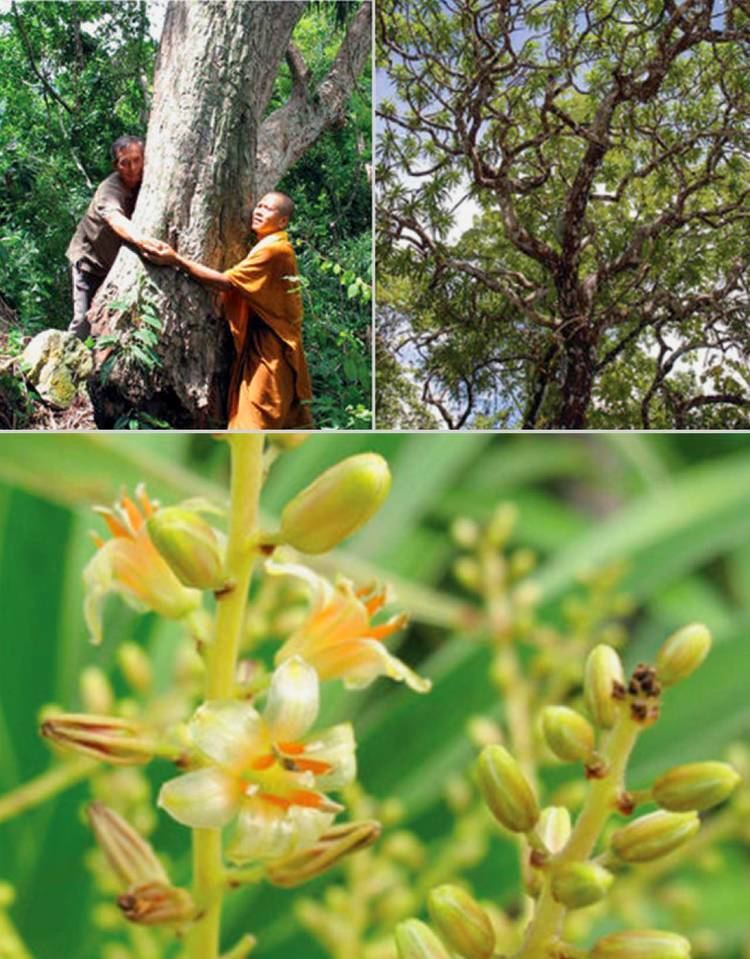 Dracaena kaweesakii New Dragon Tree Species Found in Burma Thailand Biology Sci